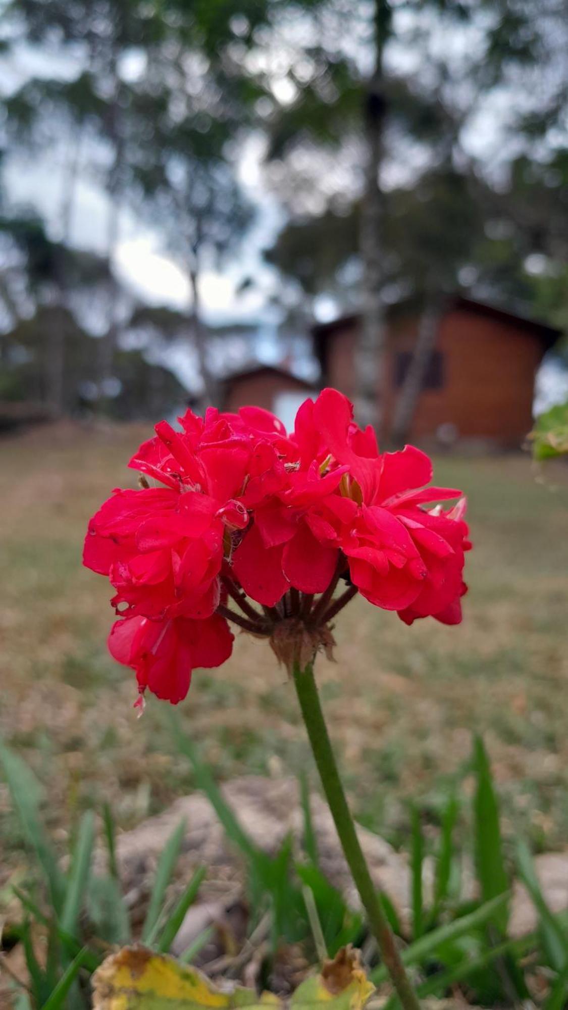 Cabanas Dos Pinheiros São Francisco de Paula Pokoj fotografie