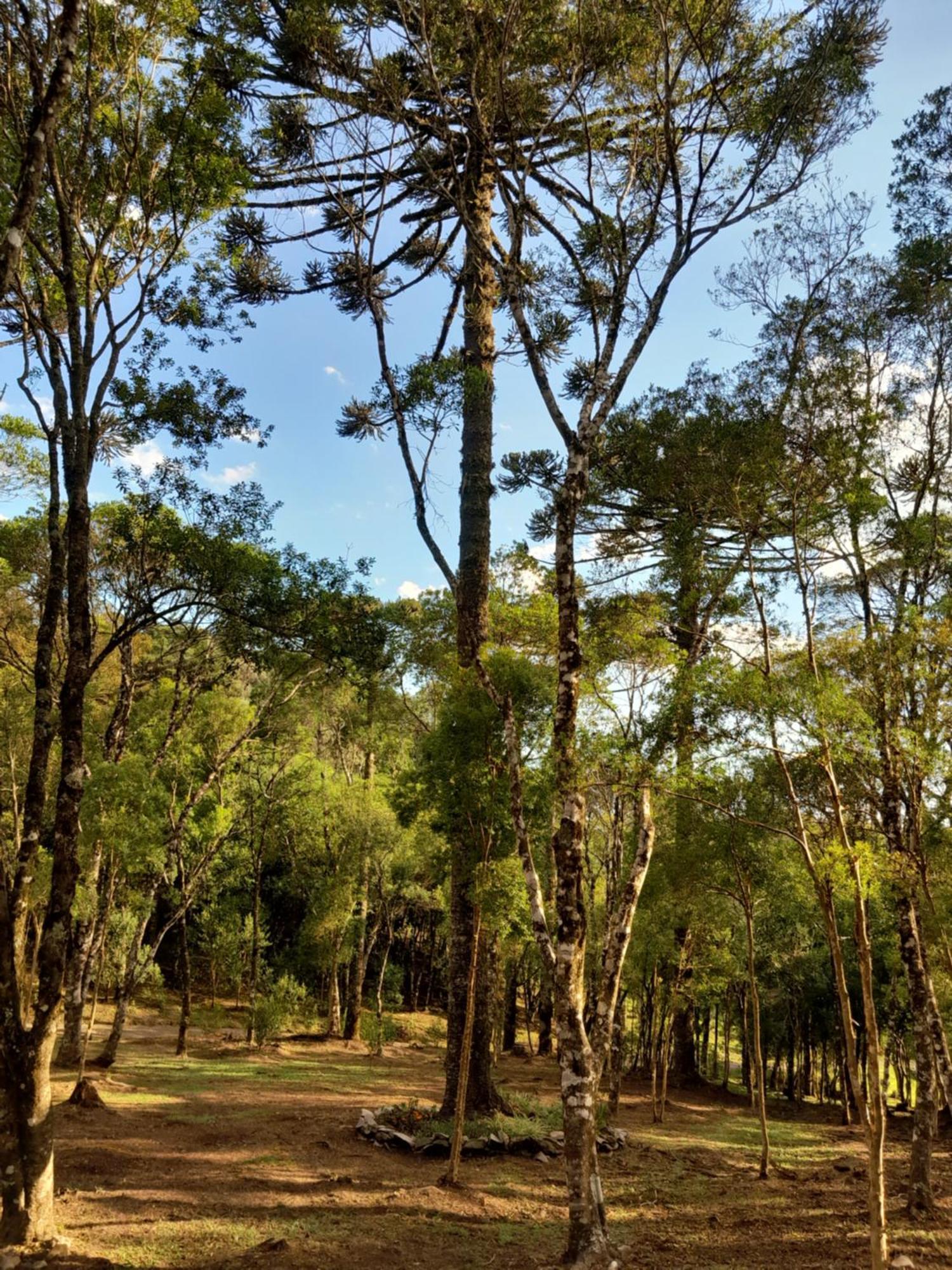 Cabanas Dos Pinheiros São Francisco de Paula Pokoj fotografie