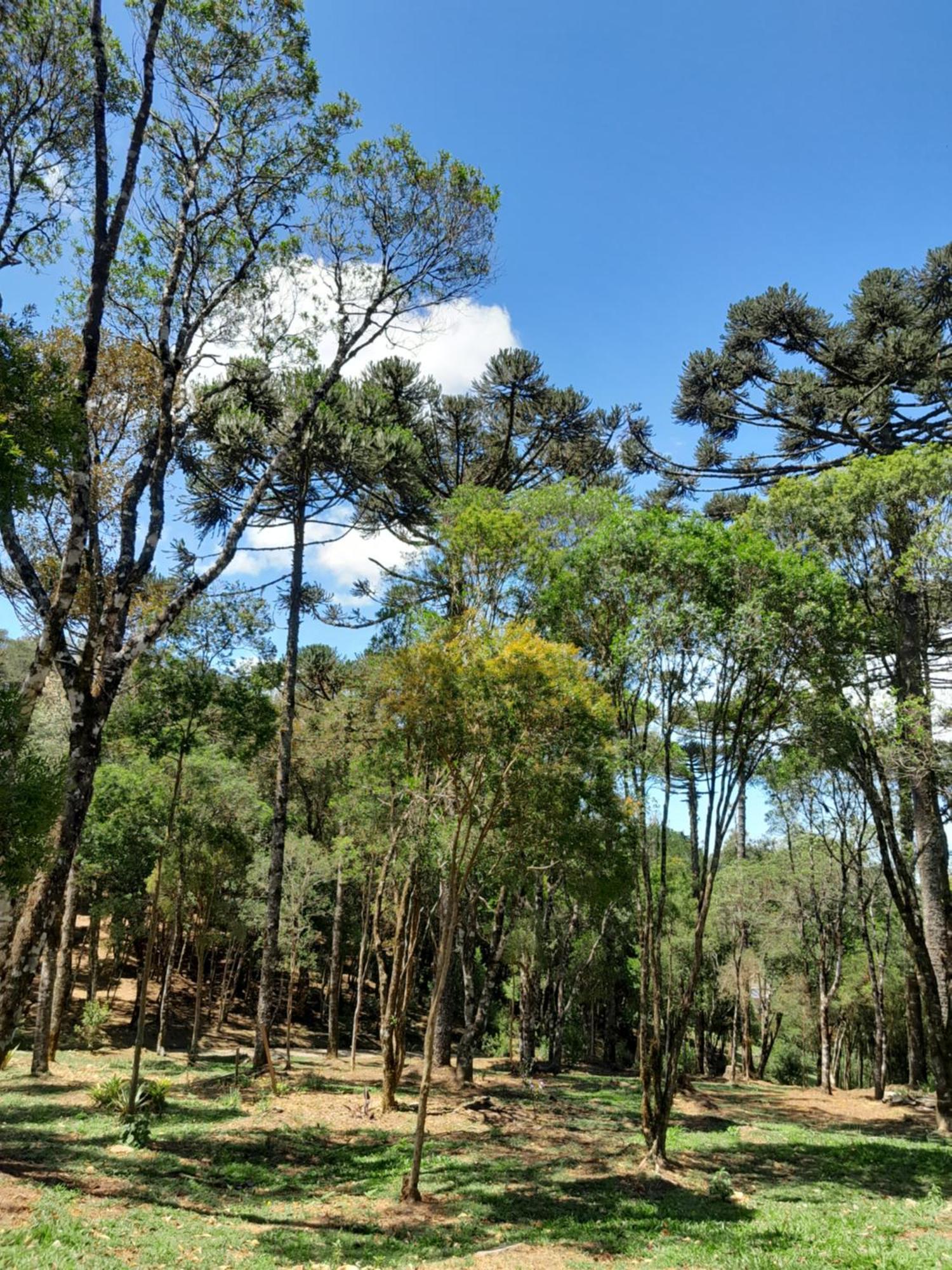 Cabanas Dos Pinheiros São Francisco de Paula Pokoj fotografie